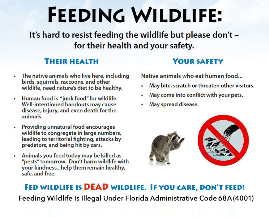 Florida Wildlife Services Encourages You to Avoid Feeding Wildlife such as  Ducks and Raccoons | Meadow Walk Home Owners Association, Sarasota FL